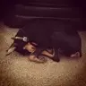 Kandeebee