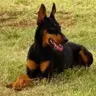DoberDan
