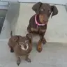HarperTheHopper