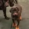 Jackson8