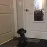 FirstTimeDober3