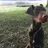 Tdog