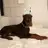 Roman the Doberman