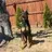 DreamingDoberman