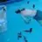 Beerswimmer