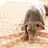 Pheeny Pup