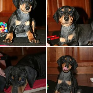 Izzy 8-10 Weeks