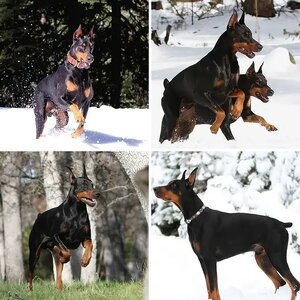 MY DOBERKIDS