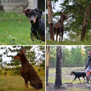 MicheleM's Dobermans