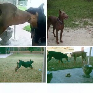 OUR 4 LEGGED BABIES!