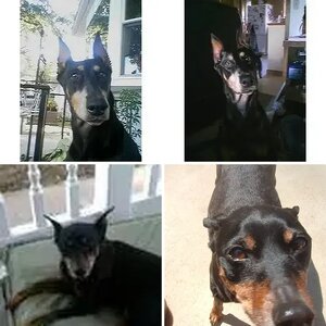 My pets