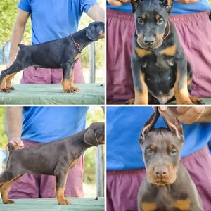 E litters from Bestanera kennel