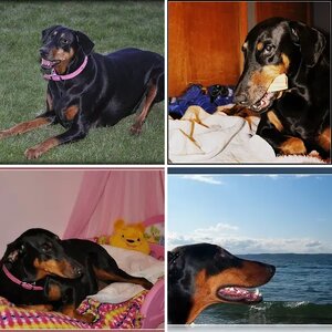 My forever fur baby Mischa