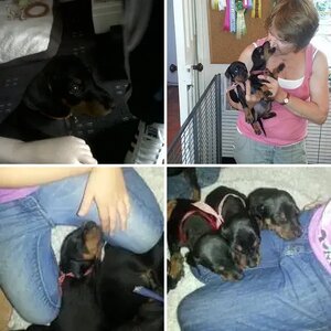 Texas Our Dobie Baby xxx