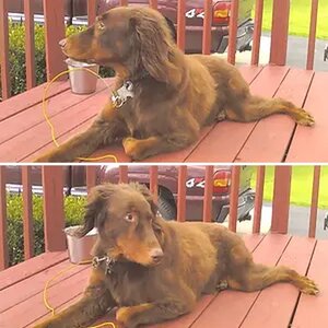 Riley - Long Hair Doberman