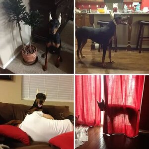 My Fur Babies