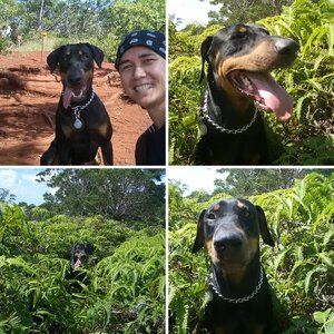 Dobie in the Hawaiian Jungles