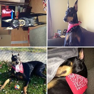 Rosco