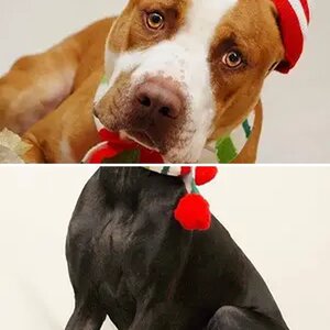 Ranger & Kemo Sabe