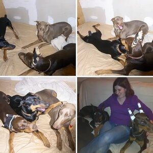 Our Dobermans