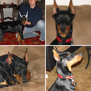 my dobies