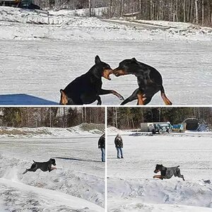 Flying Dobes