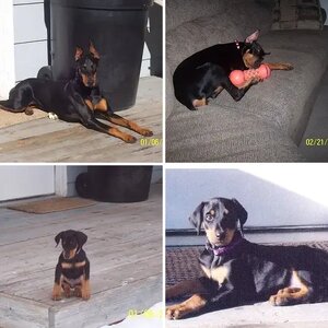 My Doberbabies