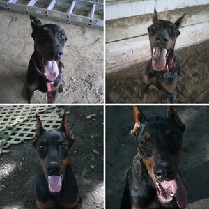 Ace 7 weeks- 12 months