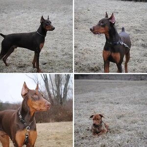A few new pics of the boys!