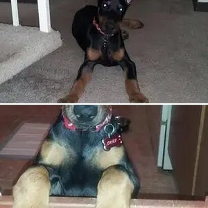 chief