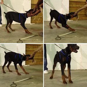 Leonidas 4.5 months and under