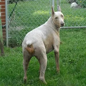Cody's  Emperor Ghost "KEISER"