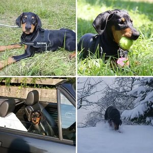 My wild Dakota