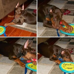 PUPPY EDUCATION GRADUATION & VARIOUS OTHER PICTURES
