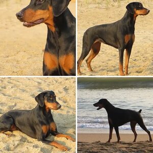 DaisyTheDoberman