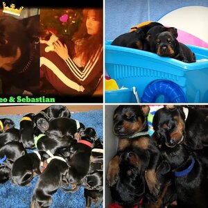 Sebastian Van Halen born May 3,  Full Shutzhund Euro