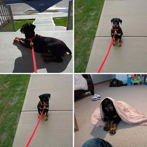 Caesar's first week with me @ 9 weeks of age