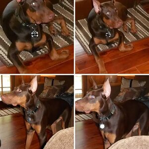 JACOB, 17, 18, 19, 20, 21 WEEKS OLD AND 6 MONTHS OLD
