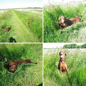 Zeus & Ruby. Norfolk Broads
