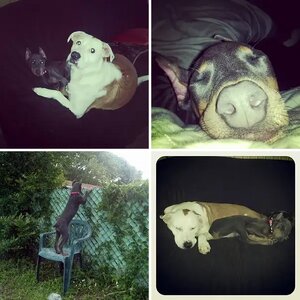 My fur babies!