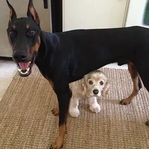 Jude & Ella