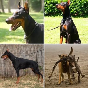 Annelies' dogs