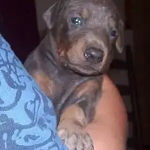 New Doberman October 1, 2013