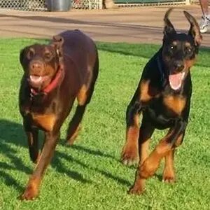 Len & Rocko