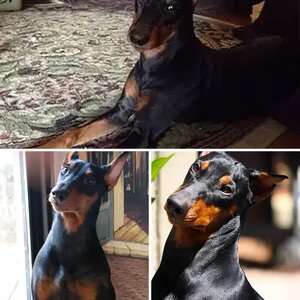 German Pinscher: Lex