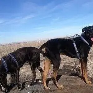 Hank and Cody