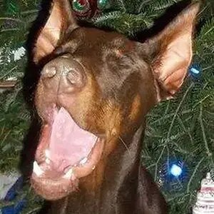 Ozzy Christmas 2013