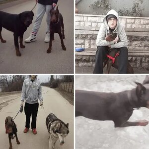 My brown Dobie :D