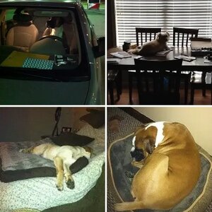 Canine Nephews