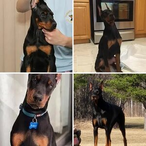 Hilltophaven Dobermans